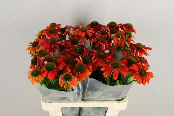 <h4>Echinacea Oranje/rood Bio</h4>