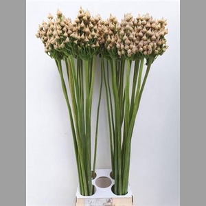 Allium Ov