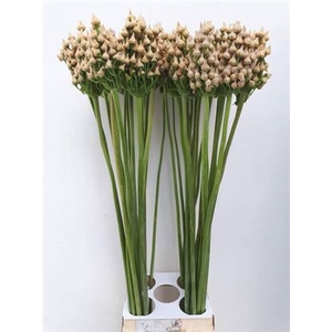 Allium Ov
