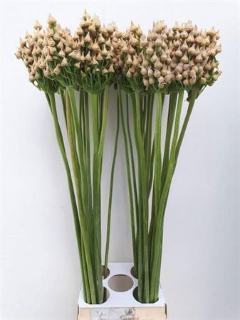 <h4>Allium Ov</h4>