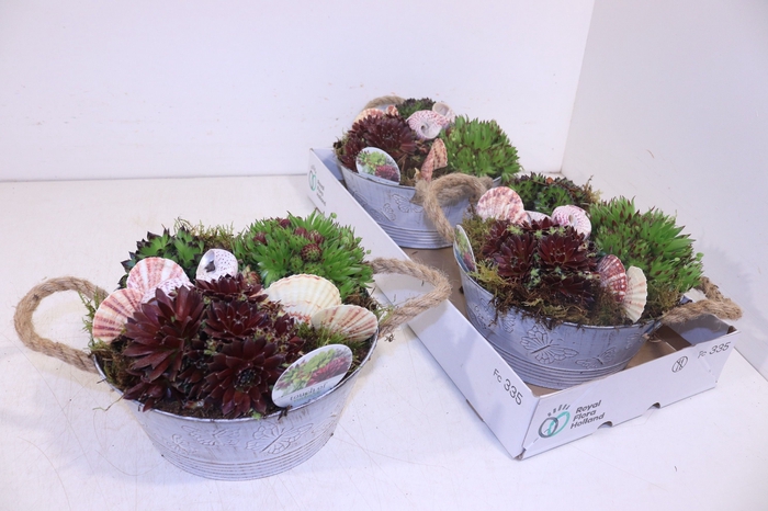 <h4>ARR SEMPERVIVUM</h4>