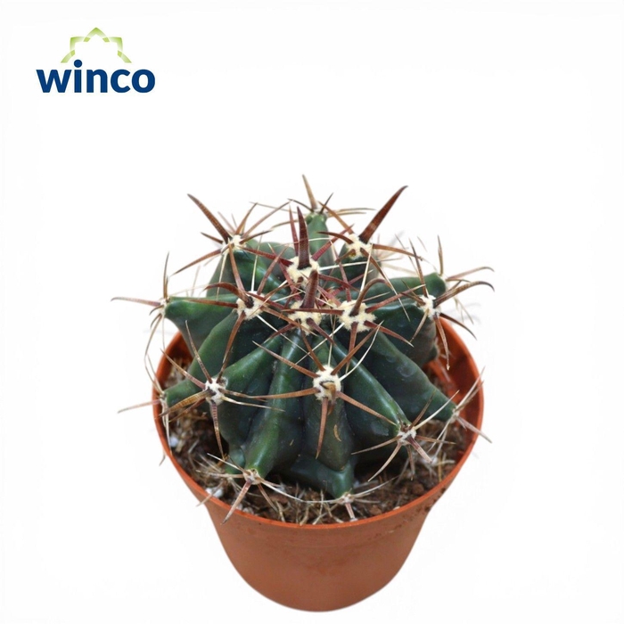 <h4>Ferocactus Horridus</h4>