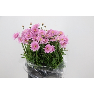 LEUCANTHEMUM MARGRIETEN PINK