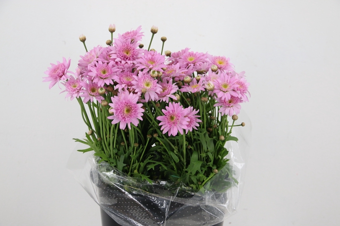 <h4>LEUCANTHEMUM MARGRIETEN PINK</h4>