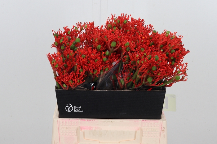 <h4>Jatropha P Firecrack</h4>