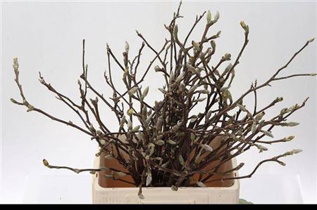 <h4>Magnolia Grandiflora</h4>