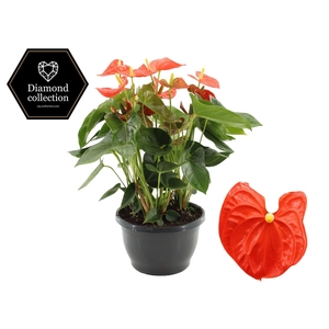 Anthurium 25 cm Sierra Orange in Marly plastic bowl