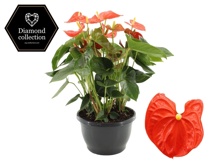 <h4>Anthurium 25 cm Sierra Orange in Marly plastic bowl</h4>