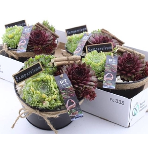 ARR SEMPERVIVUM