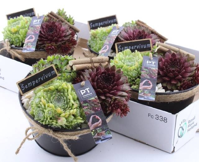 <h4>ARR SEMPERVIVUM</h4>
