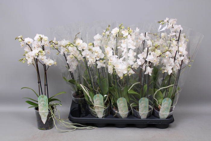 <h4>PHAL MF OV WIT</h4>