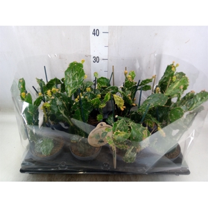 Opuntia