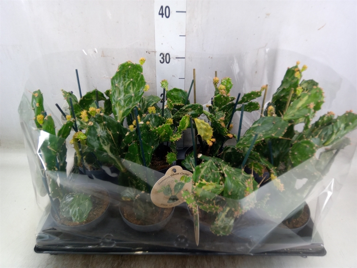 <h4>Opuntia</h4>