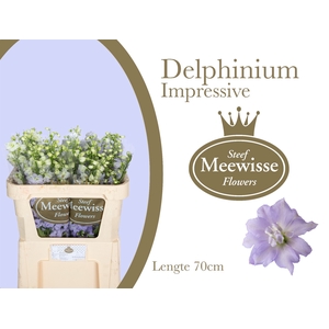 Delphinium Impressive Milka
