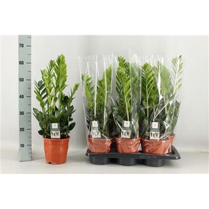Zamio Zamiifolia 5-6+