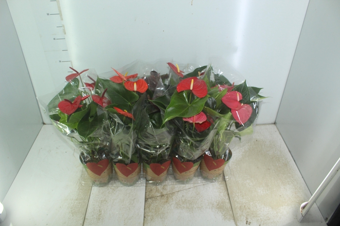 <h4>ANTHURIUM VARIADO P12</h4>