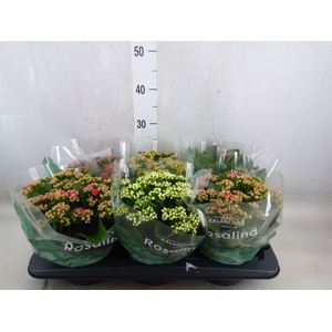 Kalanchoe blos. 'RosDon Collection'