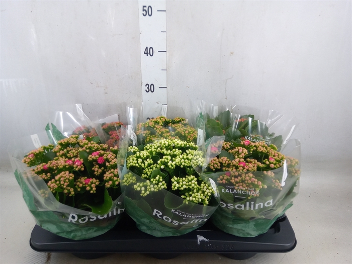 <h4>Kalanchoe blos. 'RosDon Collection'</h4>