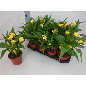 Zant Sunclub 4-5 Bloemen+