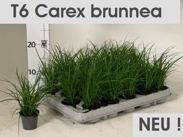 <h4>CAREX BRUNNEA</h4>