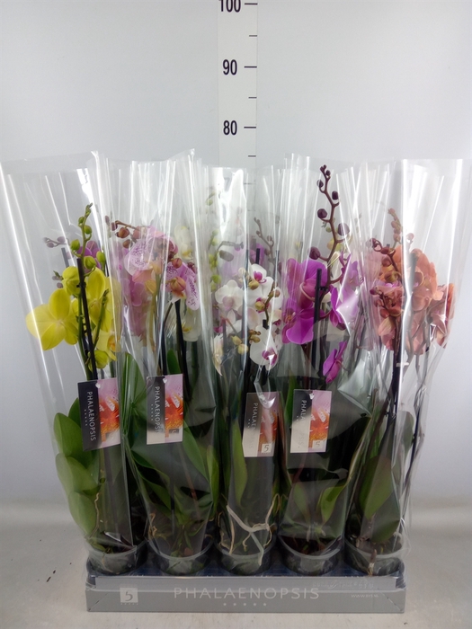 <h4>Phalaenopsis   ...mix  7</h4>