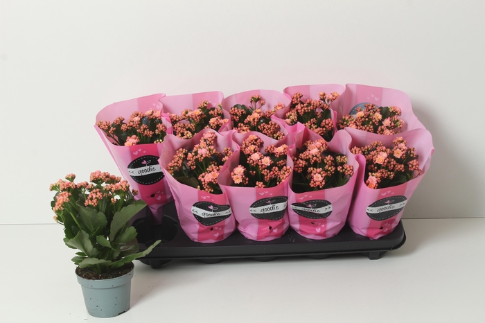 <h4>KAL GE PERFECTA PINK</h4>
