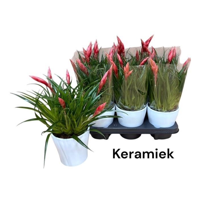 <h4>VRIES ASTRID</h4>