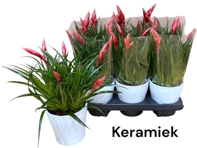 <h4>VRIES ASTRID</h4>