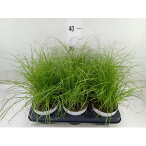 Cyperus alternifolius 'Zumula'