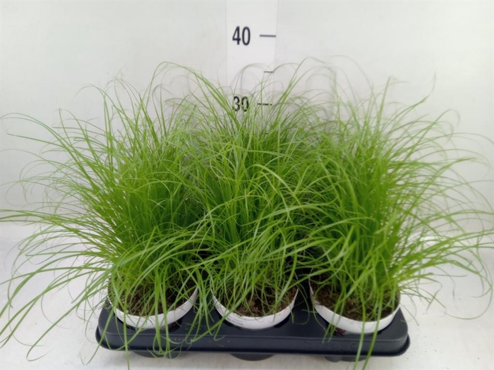 <h4>Cyperus alternifolius 'Zumula'</h4>
