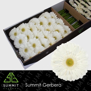 Gerbera Abe Doos