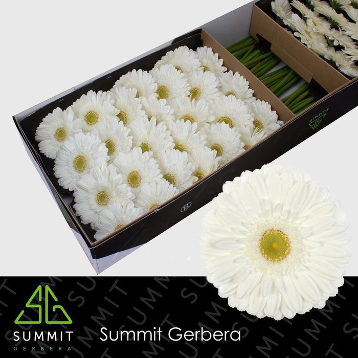 <h4>Gerbera Abe Doos</h4>