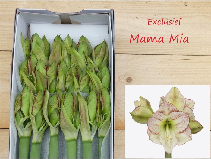 <h4>Hipp Ga Mama Mia</h4>