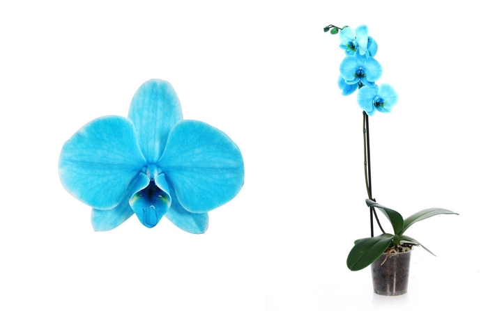 <h4>Phal I Am Ocean Blue 1T6+ Basic</h4>