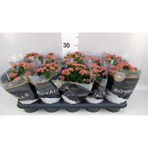 Kalanchoe blos. 'RosDon Victorio'