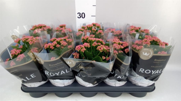 <h4>Kalanchoe blos. 'RosDon Victorio'</h4>