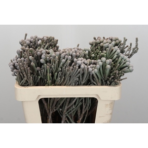 Kaaps Groen Silver Brunia