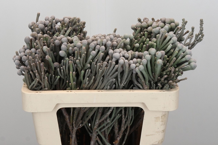 Kaaps Groen Silver Brunia