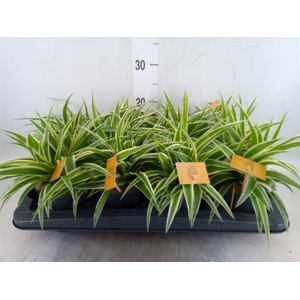 Chlorophytum com. 'Ocean'