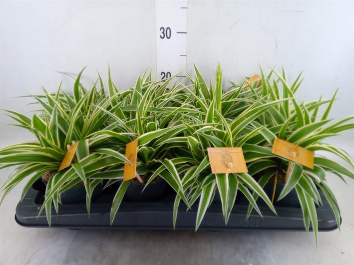 <h4>Chlorophytum com. 'Ocean'</h4>