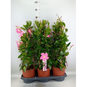 Mandevilla sand. 'Eagle Eye'