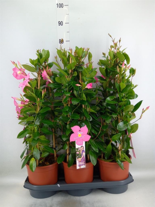 <h4>Mandevilla sand. 'Eagle Eye'</h4>