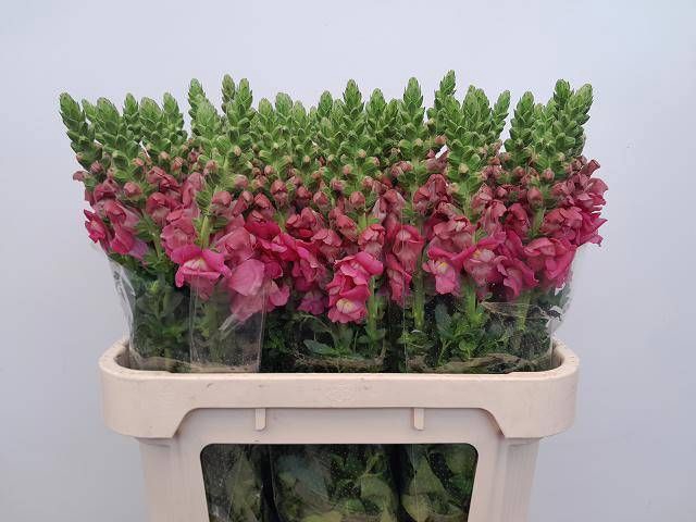 <h4>ANTIR COSTA SU ROSE</h4>
