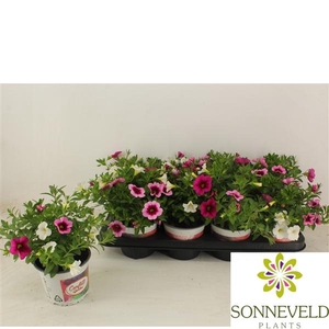 Calibrachoa Confetti Garden Hawaiian Trio gemengd