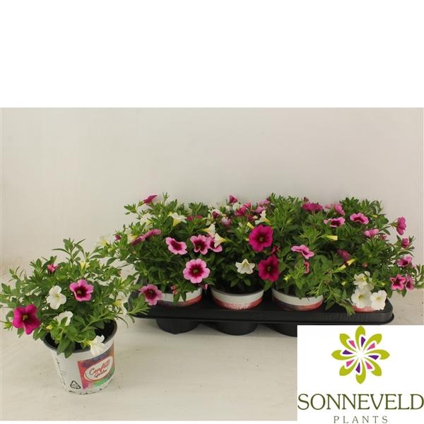 <h4>Calibrachoa Confetti Garden Hawaiian Trio gemengd</h4>