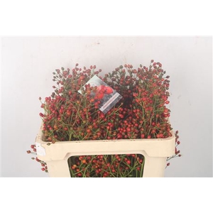 Rosa Fair Jewel Red