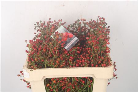 <h4>Rosa Fair Jewel Red</h4>
