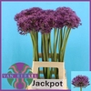 Allium Jackpot