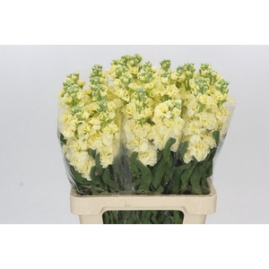 Matthiola Iron Yellow