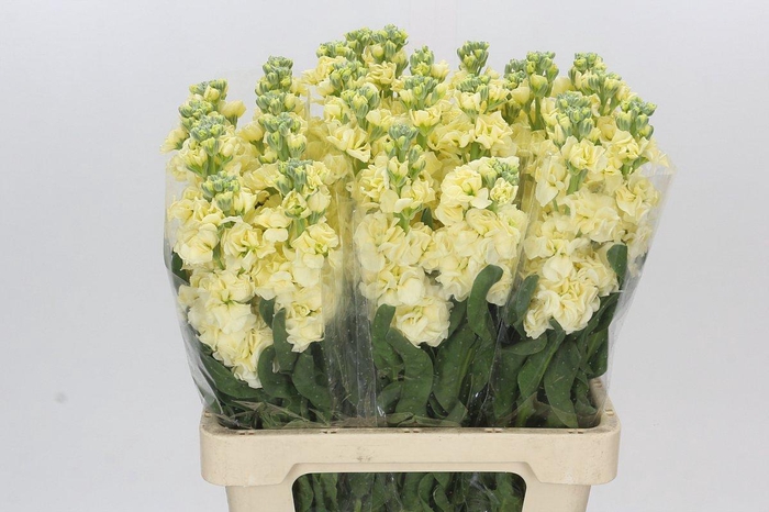 Matthiola Iron Yellow